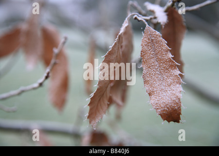 Frost auf Buche Blätter, kalten Wintertag. Stockfoto