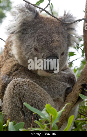Ein Koalabär am Cape Otway Zentrum für Naturschutz und Ökologie, Victoria, Australien Stockfoto