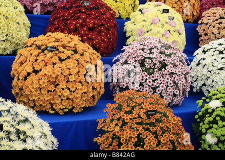 "Chrysanthemen" "Blumengestecke" eine Blume zeigen, UK. Stockfoto