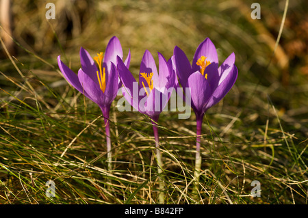 Blume der Wald Crocus sp im Herbst Pays Basque Frankreich Stockfoto