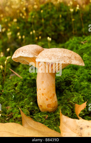 Safran Milkcap Lactarius Deliciosus im September Pays Basque France Stockfoto