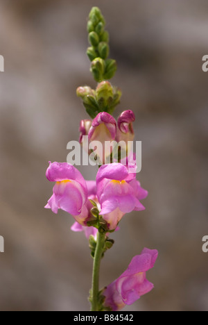 Löwenmaul Antirrhinum Tortuosum wächst wild in der Sierra De La Zahara, Andalusien, Spanien Stockfoto