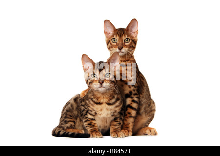 Brown Spotted Bengal Kätzchen mit Pfote auf die Schulter seines Bruders Stockfoto