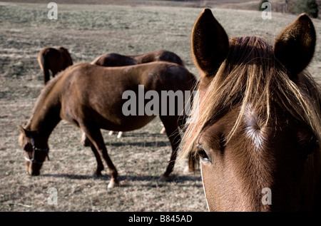 Paso Fino Pferde auf einer Weide in Tennessee Stockfoto