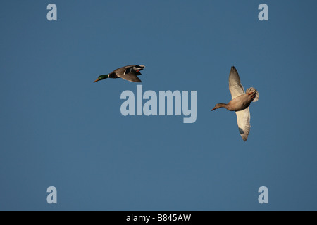 Ein paar der Stockente Enten kommen ins land Stockfoto