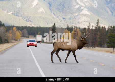 Großen männlichen Elch Kreuzung Autobahn in Jasper Nationalpark, Alberta, Kanada. Stockfoto