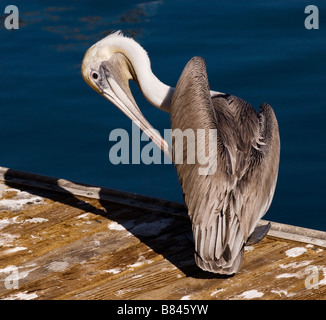 California Brown Pelican putzen in der Nachmittagssonne.  Stock Fotografie von cahyman Stockfoto