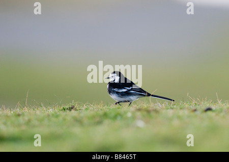PIED BACHSTELZE Motacilla Alba Ogmore von Meer-Wales Stockfoto