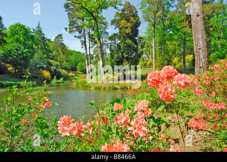 Leonardslee Garten Sussex UK Stockfoto