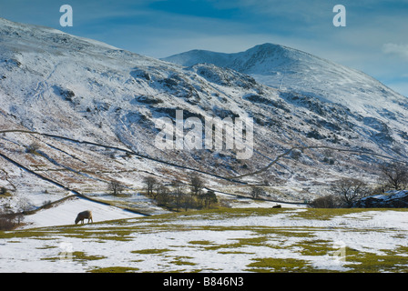 Schafbeweidung auf verschneiten Gebiet in der Nähe von Thirlspot, von Lakelandpoeten, Lake District National Park, Cumbria, England UK übersehen Stockfoto