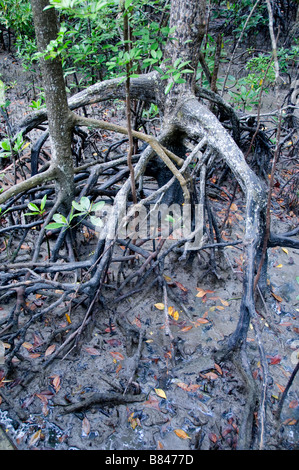 Pulau Kukup Nationalpark, Malaysia Mangrove Flut Wasser Wurzeln Baum Wurzel Bäume Stockfoto