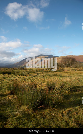 Blencathra oder Saddleback gesehen aus dem Osten an einem sonnigen Wintertag mit Sumpfgras Land im Vordergrund im Lake district Stockfoto