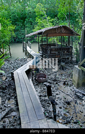 Pulau Kukup Nationalpark, Malaysia Mangrove Flut Wasser Wurzeln Baum Wurzel Bäume Stockfoto