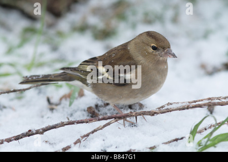 Weibliche Buchfink im Schnee im Winter - Fütterung Stockfoto