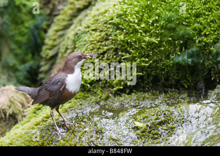 DIPPER-Cinclus Cinclus Lathkill Dale Peak District Derbyshire England Stockfoto