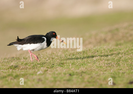 AUSTERNFISCHER Haematopus Ostralegus Ogmore von Meer-Wales Stockfoto