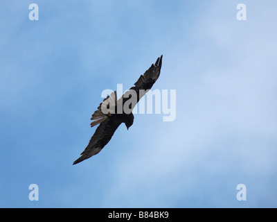 Galapagos Falke, Buteo galapagoensis, im Flug in Punta Suarez, Espanola Island, Galapagos, Ecuador im September Stockfoto