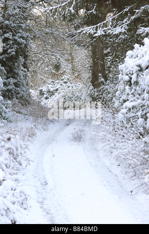 Verschneiten Strecke durch Wald Stockfoto