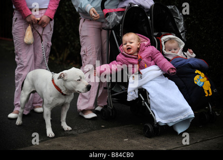 ZWEI JUNGE MÜTTER MIT BABYS UND EIN STAFFORDSHIRE BULL TERRIER IN DER SOUTHMEAD DISTRICT OF BRISTOL UK Stockfoto