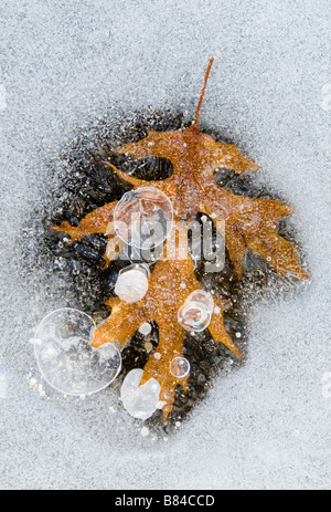 Eichenlaub in Eis eingefroren im Osten der USA, durch Überspringen Moody/Dembinsky Foto Assoc Stockfoto