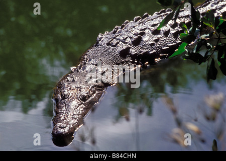 Amerikanisches Krokodil in der Nähe von Playa Linda, Ixtapa/Zihuatanejo, Guerrero, Mexiko. Stockfoto