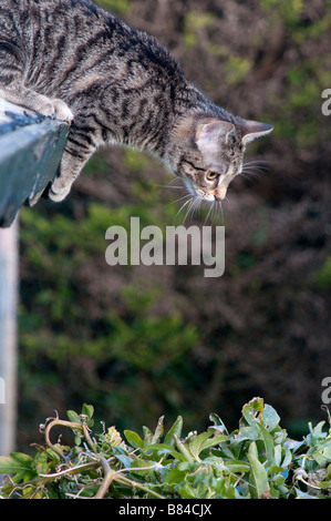 Ein 6 Monate altes Tabby Katze stecken auf dem Dach des Schuppen Stockfoto