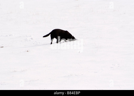 Schwarze Labrador vergräbt den Kopf in Schnee Stockfoto