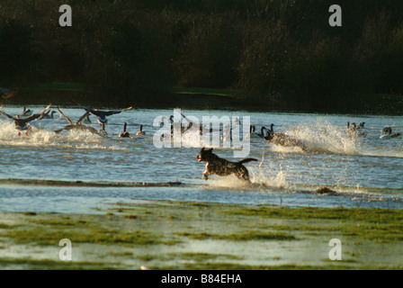 Hund jagt Gänse im überfluteten Bereich Port Wiese Stockfoto