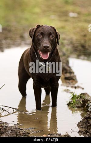 Glücklich Schokolade Labrador in einer schlammigen Pfütze Stockfoto