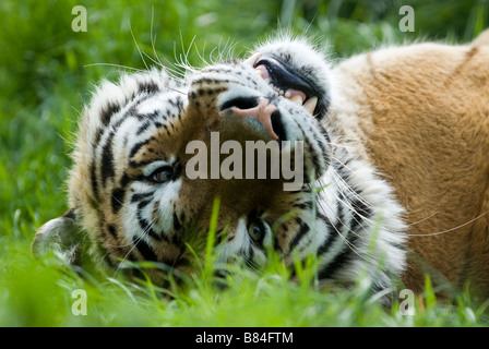 Sibirischer TIGER Panthera Tigris Altaica Wildlife Heritage Foundation Smarden Kent Stockfoto