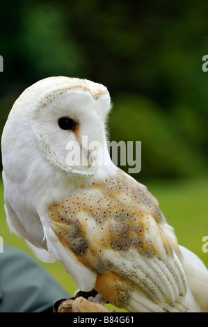 Britische Schleiereule Tyto Alba und Falknerei-Handler an Welt Eule Vertrauen Muncaster Castle Cumbria Stockfoto