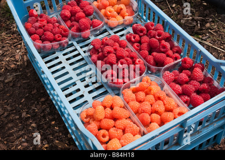 Mischung aus frisch gepflückten Himbeeren in Bastkörbe in Wisley einschließlich der Sorten Valentina Orange und Malling Juwel Stockfoto