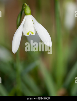 Nahaufnahme von Schneeglöckchen im März Stockfoto