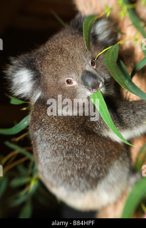 Ein Koalabär am Cape Otway Zentrum für Naturschutz und Ökologie, Victoria, Australien Stockfoto
