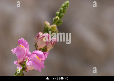 Löwenmaul Antirrhinum Tortuosum wächst wild in der Sierra De La Zahara, Andalusien, Spanien Stockfoto