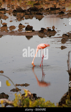 Mehr Flamingo, Phoenicopterus ruber, Trinken aus einer Lagune im Dragon Hill, Isla Santa Cruz, Galapagos, Ecuador Stockfoto