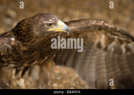 Tawny Adler Aquila rapax Stockfoto