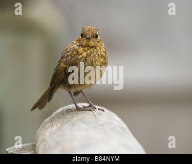 Young Robin Erithacus Rubecula Hampshire England UK Stockfoto