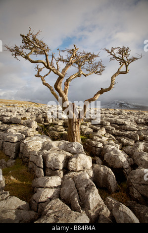 vom Wind verwehten Weißdorn Baum in exponierten Kalkstein Pflaster auf Twistelton Narbe in der Yorskire Dales mit Ingleborough Hügel jenseits Stockfoto