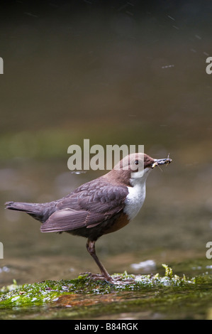 DIPPER-Cinclus Cinclus Lathkill Dale Peak District Derbyshire England Stockfoto