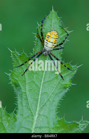 Garten oder Gebändert Argiope Spider Argiope trifasciata auf Thistle blatt Michigan USA, durch Überspringen Moody/Dembinsky Foto Assoc Stockfoto