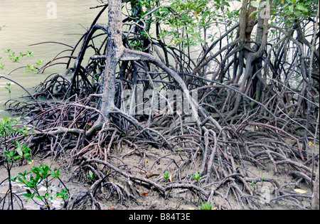 Pulau Kukup Nationalpark, Malaysia Mangrove Flut Wasser Wurzeln Baum Wurzel Bäume Stockfoto