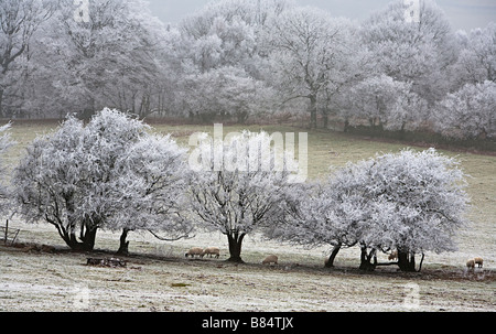 Schafe weiden in kalte Winterbedingungen mit Raureif auf Bäumen Wales UK Stockfoto