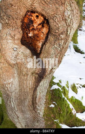 Eine Knott in einer Eiche, wo eine Zweigniederlassung in Ambleside Cumbria UK abgefallen ist Stockfoto