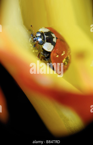 Makro der Marienkäfer in der Blütenknospe Stockfoto