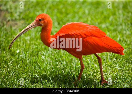 Scarlet Ibis (Eudocimus Ruber) Stockfoto