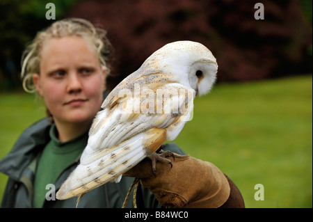 Britische Schleiereule Tyto Alba und Falknerei-Handler an Welt Eule Vertrauen Muncaster Castle Cumbria Stockfoto