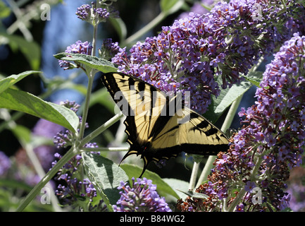 Western Tiger Schwalbenschwanz Schmetterling (Papilio Rutulus) Stockfoto