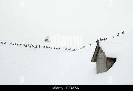 Zeile der Tauben (mit einem im unscharfen Flug) entlang einer Dachlinie bedeckt im Schnee, Cheam, Süd-London, England Stockfoto