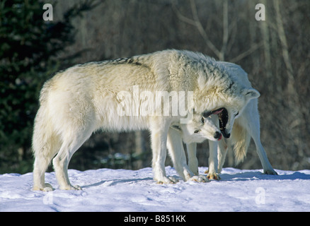 Paar arktischen Wölfen (Canis arctos) Interaktion, Nordamerika, durch Überspringen Moody/Dembinsky Foto Assoc Stockfoto